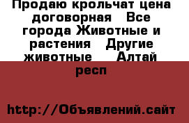 Продаю крольчат цена договорная - Все города Животные и растения » Другие животные   . Алтай респ.